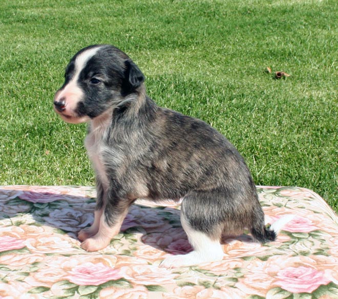 Puppy 5 - Irish Marked Girl Sit